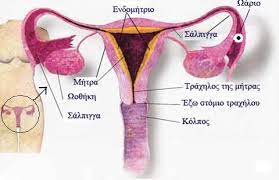 Αυτοθεραπεία από διογκωμένο ενδομήτριο, πολύποδα στη μήτρα, γυναικολογικούς μύκητες, φαγούρα κρίσεις πανικού, ξεμπλοκάρωντας τον μεσημβρινό σπλήνας πάγκρεας, ουροδόχου κύστης, περικαρδίου και EFT. 2