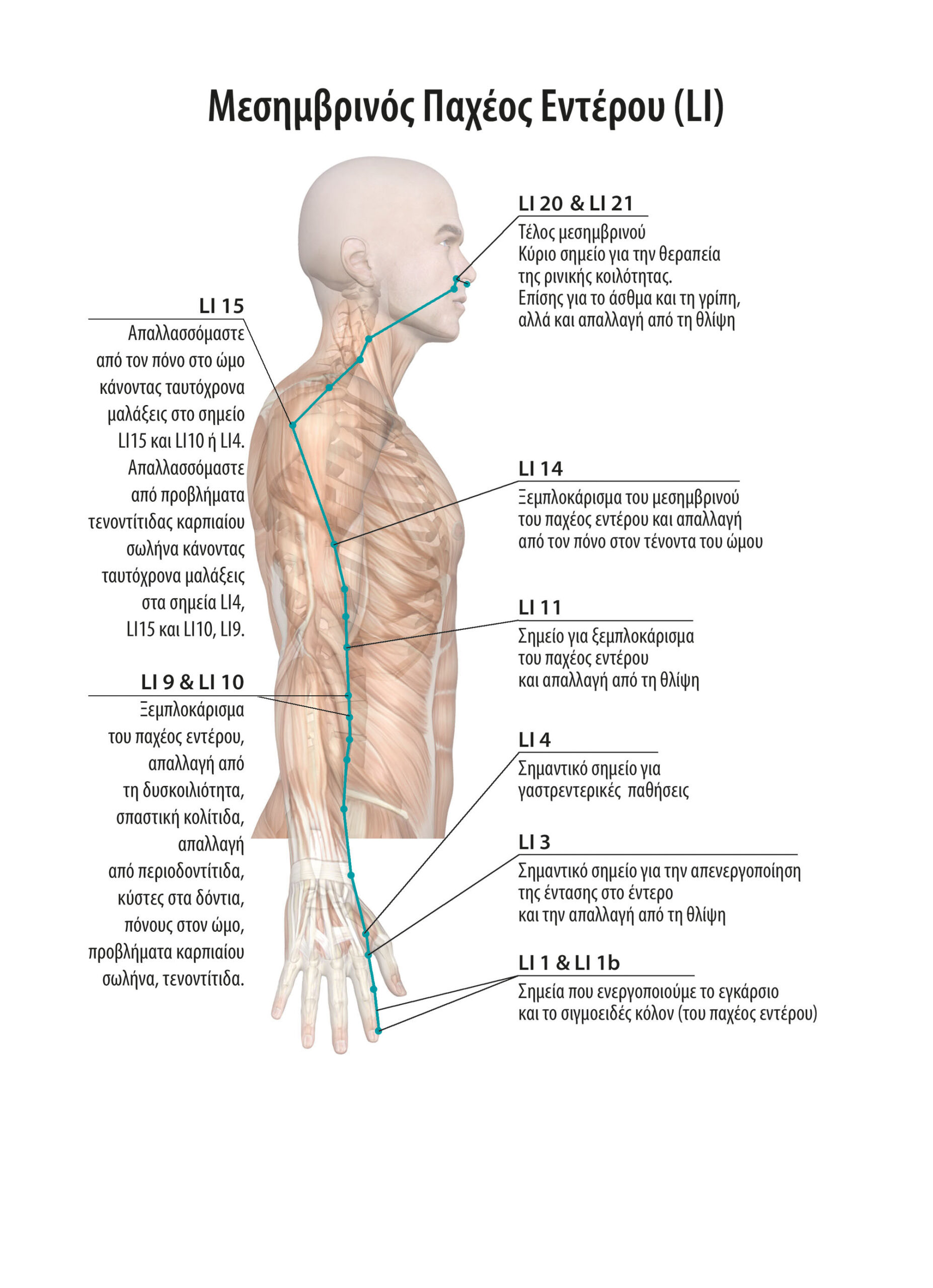 Αυτοθεραπεία από αλεργική ρινίτιδα, κλείσιμο στο ρουθούνι και από εμβοές μπλοκάρισμα στο αυτί, ξεμπλοκάροντας τους μεσημβρινους του παχλεως εντέρου και χολής. 2