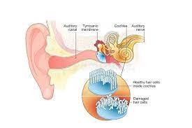 Αυτοθεραπεία από ιγμορίτιδα και εμβοές στα αυτιά ξεμπλοκάροντας τους μεσημβρινούς του παχέως εντέρου και της χολής. 3
