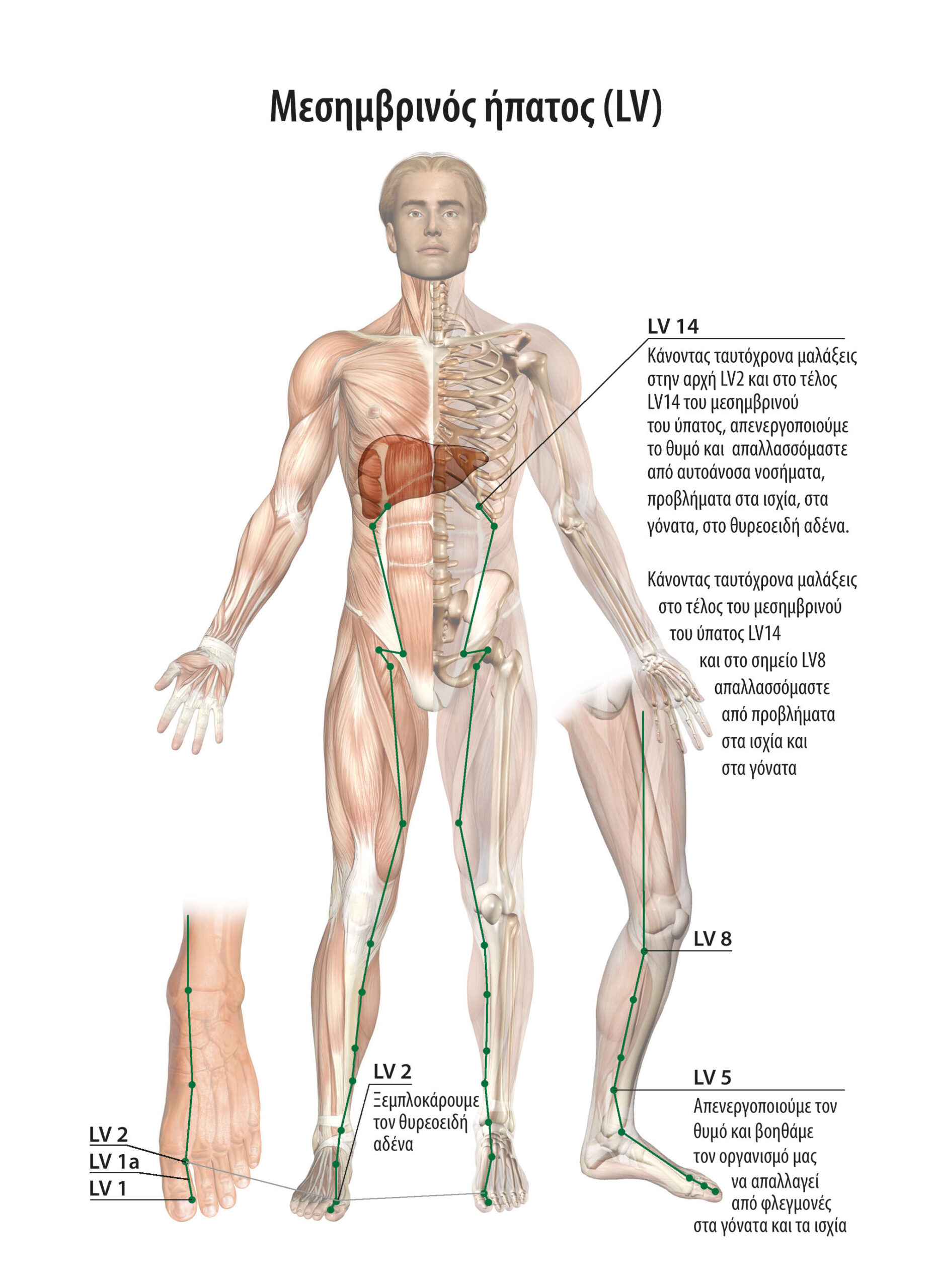 Απαλλαγείτε από τα περιττά κιλά, τον διαβήτη τύπου ΙΙ και κερδίστε μακροζωΐα μόνιμα, απλά και υγιεινά! 4 Απαλλαγείτε από τα περιττά κιλά, τον διαβήτη τύπου ΙΙ και κερδίστε μακροζωΐα μόνιμα, απλά και υγιεινά! 4