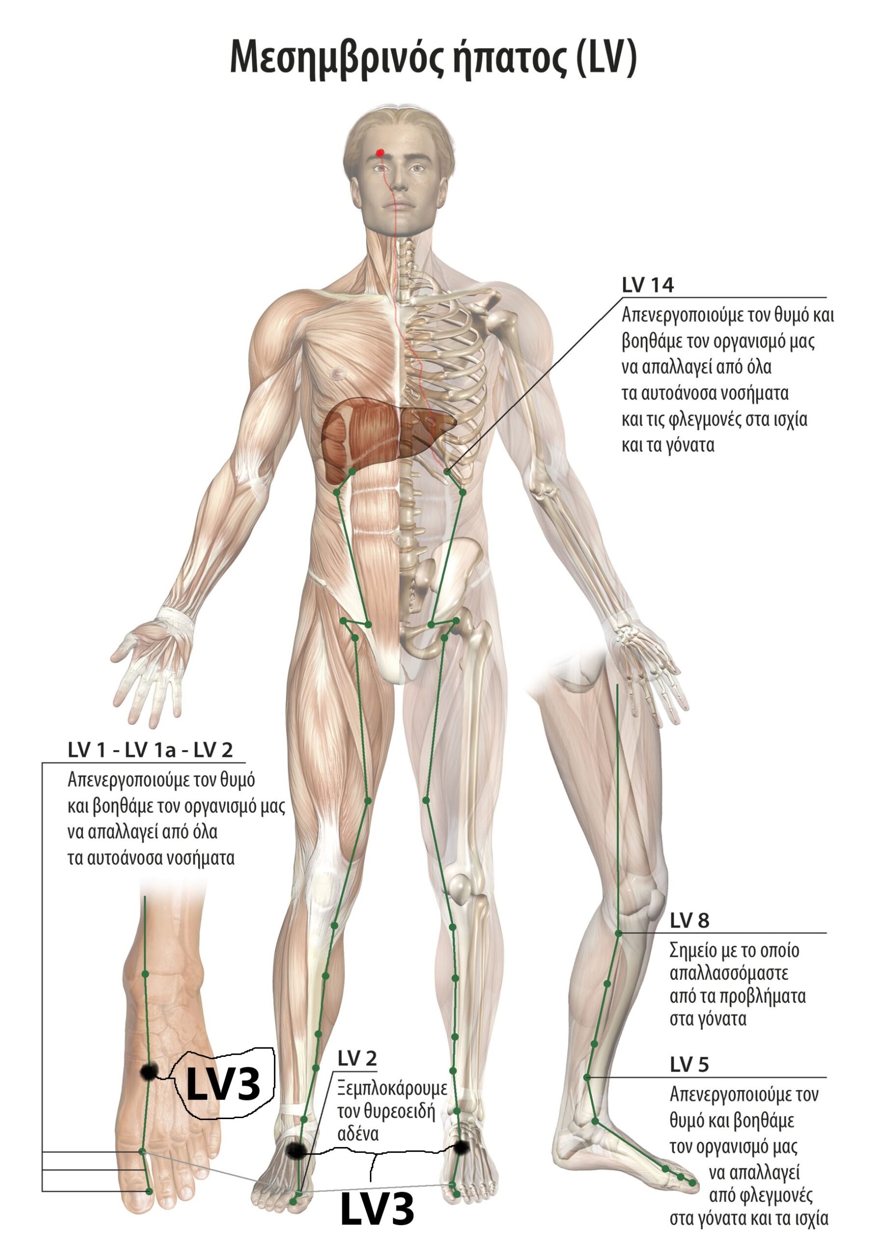 Μπορούμε να προλαβαίνουμε και να βελτιώνουμε προβλήματα στα μάτια όπως μυωπία,πίεση, καταράκτη,  γλάυκωμα,  την ωχρά κηλίδα, απελευθερώνοντας την ροή της ενέργειας, ξεμπλοκάροντας τους μεσημβρινούς που περικλείουν τα μάτια μας Δειτε νέες τεχνικες.. 2